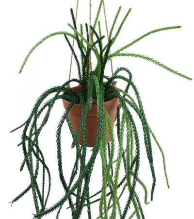 Rhipsalis kunstmatige koraalcactus hangmand H87cm