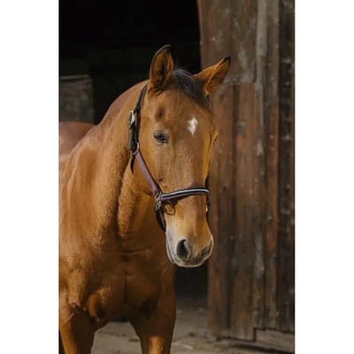 Nylon paardenhalster Equithème Domino