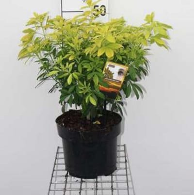 2 x Choisya tern. 'Aztec Gold'® - Mexicaanse Oranjebloesem 50- 60 cm in pot