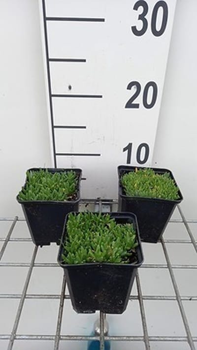6x Middagbloempje - Delosperma congestum 'Album' | 9x9 cm pot