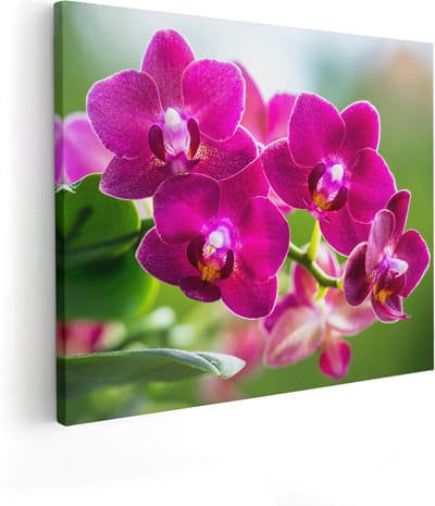 Artaza Canvas Schilderij Orchidee - 100x80 cm - Groot - Wanddecoratie Bloemen - Muurdecoratie Woonkamer - Schilderijen Op Canvas