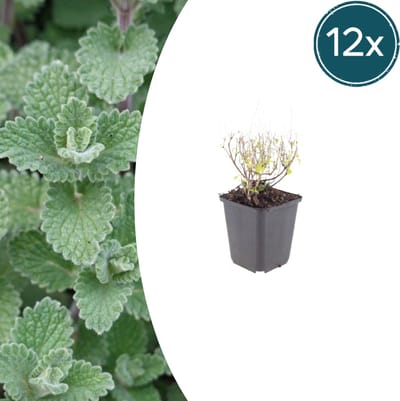 Tuinplantenshop.com | Calamintha n. nepeta | 12 stuks - Ø9cm - 10-25cm hoog - Tuinplant