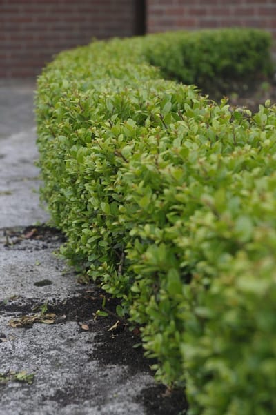 Ilex c. Dark Green - Set van 12 (1.5 meter haag) - Japanse hulst - Pot P9 15-20cm - Wintergroen