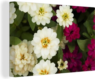 Canvas schilderij 150x100 cm - Wanddecoratie Witte en paarse bloemen van de zinnia - Muurdecoratie woonkamer - Slaapkamer decoratie - Kamer accessoires - Schilderijen