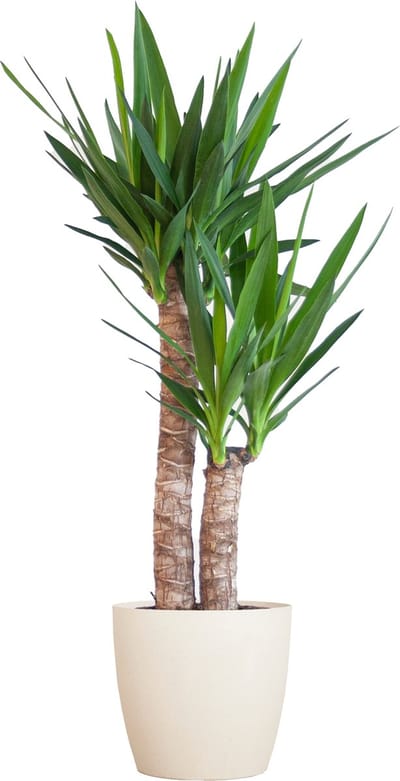 Plantenboetiek.nl | Yucca Elephantipes met Viber wit - Ø21cm - 80-90cm hoog - Kamerplant - Groenblijvend