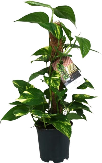 Plantenboetiek.nl | Scindapsus Epipremnum - Ø15cm - 40-50cm hoog - Kamerplant - Groenblijvend