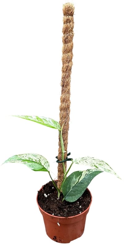 Epipremnum Cebu Blue Variegata - Kamerplant - Potmaat Ø10,5 cm
