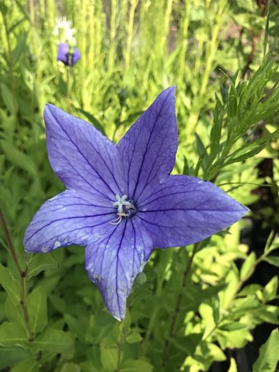 6 x Platycodon grandiflorum 'Mariesii' - Ballonklokje - P9 Pot ( 9 x 9cm) - Dima Vaste Planten