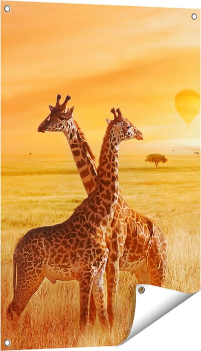 Gards Tuinposter Twee Giraffen met Twee Oranje Luchtballonnen - 60x90 cm - Tuindoek - Tuindecoratie - Wanddecoratie buiten - Tuinschilderij