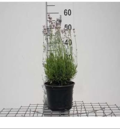 2 x Lavandula ang. 'Rosea' - Lavendel In pot 3 liter