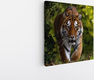 Saammp Canvas Schilderij - Tijger tussen de bladeren - Natuur - Dieren - 20x20 - Foto op canvas - Wanddecoratie - muurdecoratie Woonkamer - Slaapkamer decoratie - Canvas Print