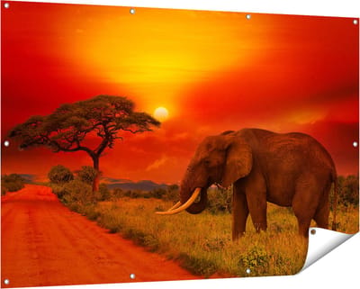 Gards Tuinposter Olifant in het Wild tijdens Zonsondergang - 150x100 cm - Tuindoek - Tuindecoratie - Wanddecoratie buiten - Tuinschilderij