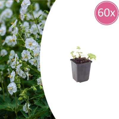 Tuinplantenshop.com | Geranium macr. 'White Ness' | 60 stuks - Ø9cm - 10-25cm hoog - Tuinplant