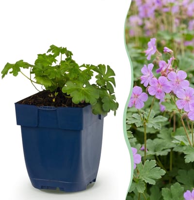 Green boutiQ - Vasteplant - Geranium cant. Cambridge - Ooievaarsbek - Bodembedekkend - Licht Roze - 1 Plant - Pot 11cm - Hoogte 15-25cm