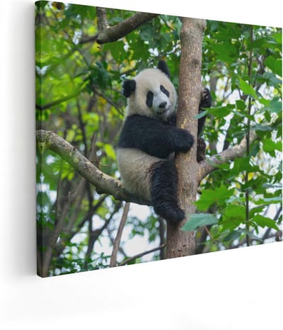 Artaza Canvas Schilderij Panda In Boom - 50x40 cm - Wanddecoratie Bos - Muurdecoratie Dieren - Kamer Accessoires Woonkamer