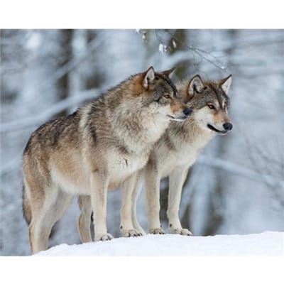 Diamant broderie loup mosaïque 5D point de croix diamant peinture autocollant bricolage décor peintures 20X30CM gray