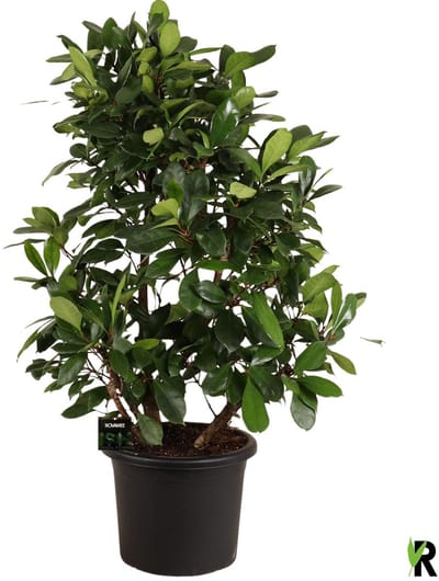 Ficus Cyathistipula vertakt 160 cm – Kamerplant – Vers Van De Kweker – Potmaat Ø45 cm