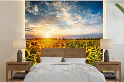 Behang - Fotobehang Bloemen - Zonnebloem - Lucht - Breedte 240 cm x hoogte 240 cm