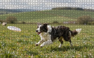Puzzel Border Collie met frisbee | 1000 stukjes | Dierenpuzzel | Hondenpuzzel