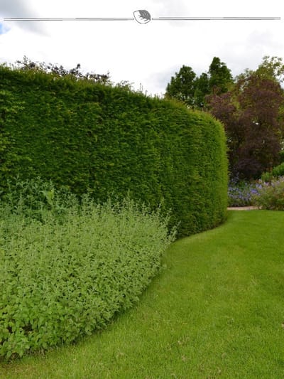 Venijnboom Taxus baccata 200-225 cm, 12x Haagplant