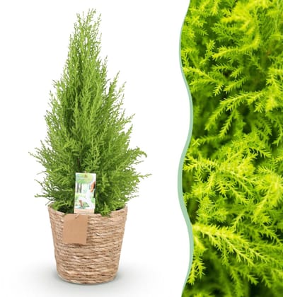 Green BoutiQ - Kamerplanten - Cupressus Gold Crest Wilma - Kamer conifeer - Weinig onderhoud - met mand - Groen - 1 Plant - Pot 21cm - Hoogte 85-95cm