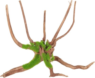 Zolux Groeiend Decor Spider Root M - Aquarium - Ornament - 27.5x23.9x17.5 cm