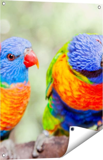 Gards Tuinposter Vier Regenboog Lori Vogels op een Tak - 60x80 cm - Tuindoek - Tuindecoratie - Wanddecoratie buiten - Tuinschilderij