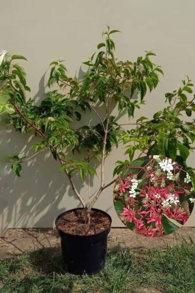 Jonge Zevenzonenboom struik | Heptacodium miconioides | 150-200cm hoogte struik