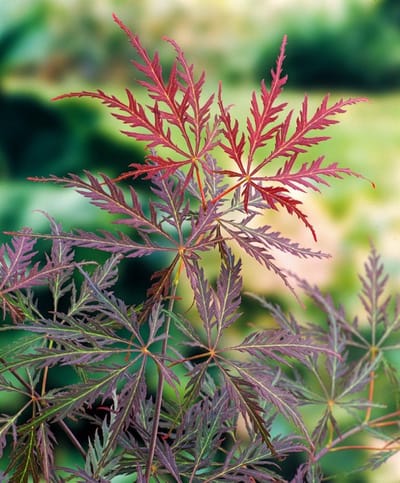 Plants Online - Tuinplanten - Heesters - Set van 1 - Acer palmatum 'Garnet' - 5 liter pot - Plant 40-50 cm