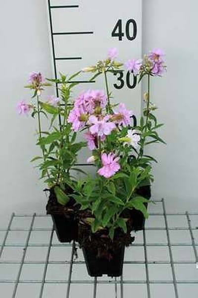 6x Zeepkruid - Saponaria off. 'Rosea Plena' | 9x9 cm pot