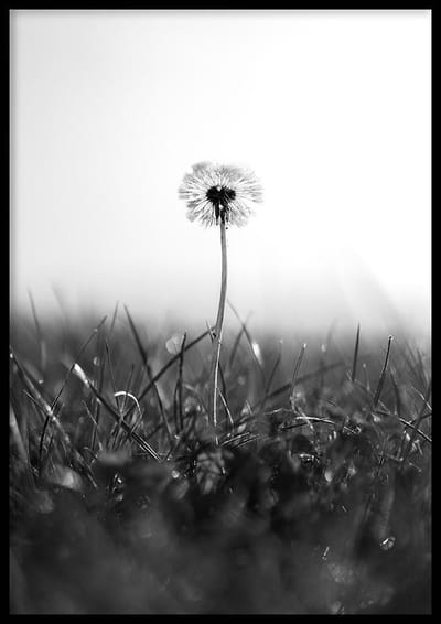 Poster Paardenbloem zwart-wit - 50x70cm - Poster Natuur