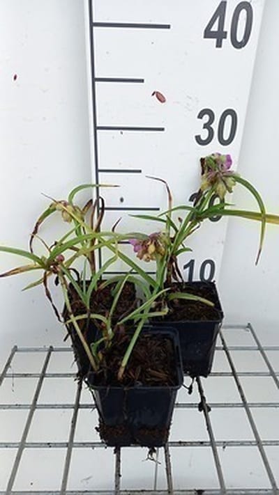 6x Eendagsbloem - Tradescantia (a) 'Rubra' | 9x9 cm pot