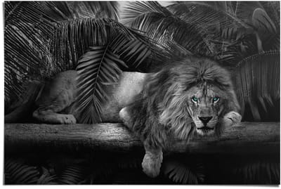 Poster Leeuw - 61 x 91,5 - Papier - REINDERS