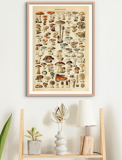 Poster In Houten Lijst Champignon Groenten - Paddenstoelen Natuur Botanisch Millot - Plant & Tuin - 50x70 cm
