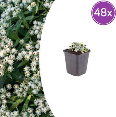 Tuinplantenshop.com | Anaphalis triplinervis | 48 stuks - Ø9cm - 10-25cm hoog - Tuinplant