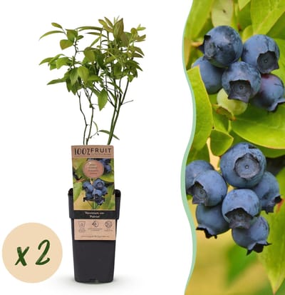 Green boutiQ - Fruitplant - Vaccinium corymbosum Patriot - Bosbes - Winterhard - Blauwe Bes - 2 Planten - Pot 15cm - Hoogte 50cm
