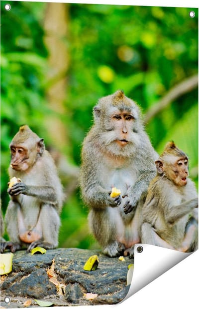 Gards Tuinposter Groep Apen Eten Bananen in het Bos - 60x80 cm - Tuindoek - Tuindecoratie - Wanddecoratie buiten - Tuinschilderij