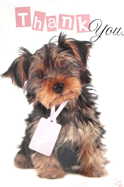 Luxe Wenskaart Bedankt - Thank You Deer - By Myrna - Hond Puppy - 14,5x21cm - Dubbele Kaart - Met Envelop - Luxe Wens Kaart - Greeting Card - 1 Stuks - In Folie Verpakt - Bedankt - Thanks - Danke - Merci - Dank - Gratis Verzonden