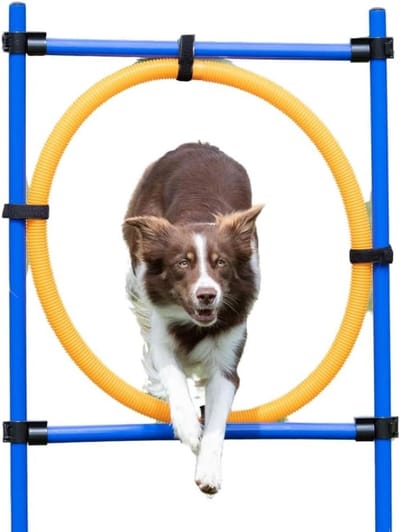 Hond Behendigheidsring - Hondensprong training - Hondentraining buiten - In hoogte verstelbaar - Ring diameter 56 cm - Blauw/oranje