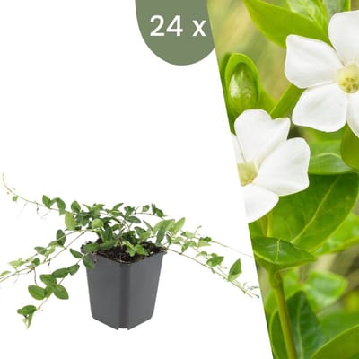 Plants by Frank | 24 Witte Maagdenpalm planten | Vinca minor 'Alba' | Winterharde bodembedekker planten | tuinplanten | Winterharde vaste planten meerjarig | Winterharde tuinplanten