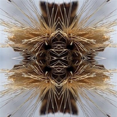 Sutra