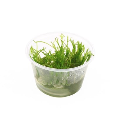 Moerings Taxiphyllum Spiky mos | In 100CC vitro cup Waterplant