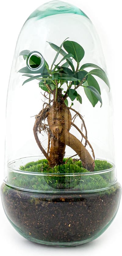 Terrarium - Egg bonsai - 25 cm - Ecosysteem plant - Kamerplanten - DIY planten terrarium - Mini ecosysteem