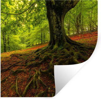 Muurstickers - Sticker Folie - Boom - Bos - Herfstbladeren - 100x100 cm - Plakfolie - Muurstickers Kinderkamer - Zelfklevend Behang XXL - Zelfklevend behangpapier - Stickerfolie
