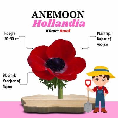 KH Bloembollen® Anemoon | Hollandia Rood – 30 stuks – Voorjaarsbollen – Vaste Planten voor Tuin & Border