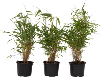 Plant in a Box - Set van 3 Fargesia Rufa - Niet woekerende bamboe winterhard - Groen - Pot 13cm - Hoogte 25-40cm