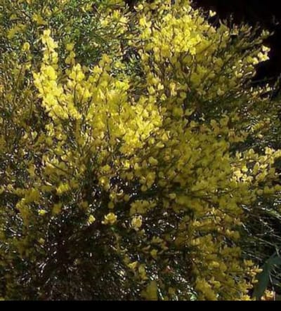 Cytisus praec. 'Allgold' - Brem , Geitenklaver 40- 60 cm in pot