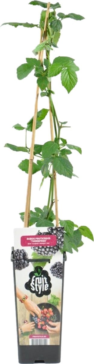 Bloomique - Rubus Fruticosus Thornfree - Bramenstruik - Fruitplanten - Tuinplanten - Winterhard - Hoogte 50-70 cm - Pot 15 cm