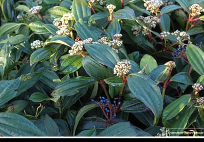 Viburnum davidii - Sneeuwbal 60- 80 cm in pot