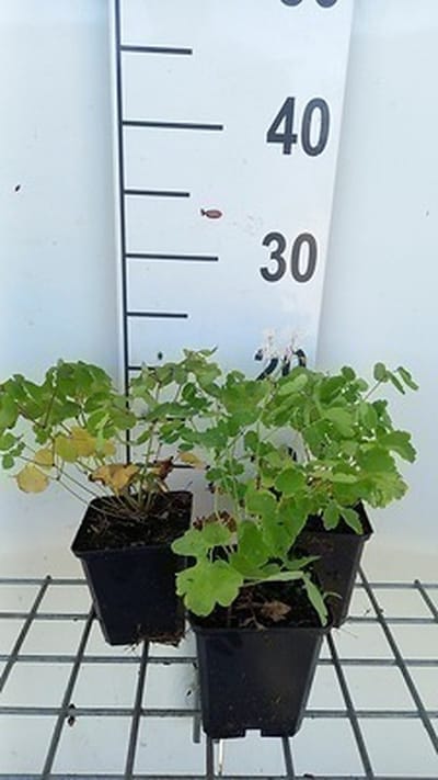 6x Ruit - Thalictrum aquilegifolium | 9x9 cm pot